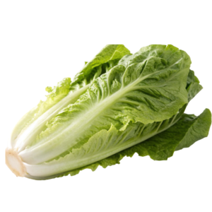 خس بلدي 1قطعة