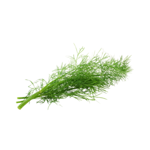 شبت أخضر 1ربطة